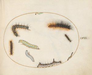 Levy 66: Lackey Moth toukka, kahdeksan toukka, harmaa tikari toukka ja muut toukat tekijältä Joris Hoefnagel