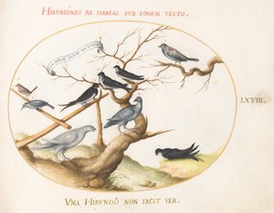 Levy 68: Ptarmigan, pääskyset ja muut linnut tekijältä Joris Hoefnagel