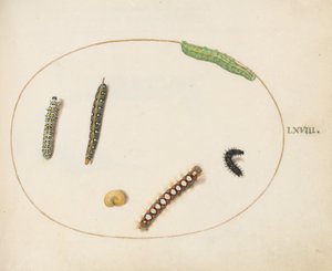 Levy 68: Lehtinen Spurge Hawkmoth Caterpillar, Mullein Moth Caterpillar ja muut toukat tekijältä Joris Hoefnagel