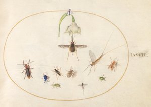 Levy 77: Hummingbird Hawk Moth, jossa on valkoinen kukka, sinisiä ja vihreitä kärsäkärsoja ja muita hyönteisiä tekijältä Joris Hoefnagel