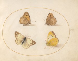 Levy 9: Meadow Brown, Gatekeeper, Clouded Yellow ja Bath White Butterflies tekijältä Joris Hoefnagel