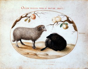 Oinas, musta lammas ja kaksi omenaoksaa, 1500-luku. tekijältä Joris Hoefnagel