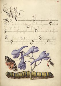 Scarlet Tiger-Moth, Larkspur, Hyönteinen ja Toukka tekijältä Joris Hoefnagel