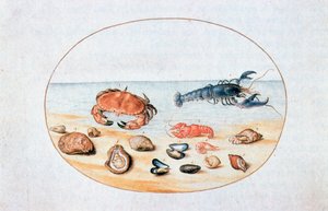 Simpukat ja äyriäiset, 1500-luku tekijältä Joris Hoefnagel