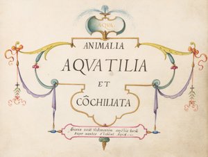 Nimilehti tekijältä Joris Hoefnagel