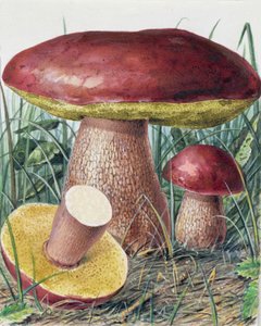 Sienen tutkimus