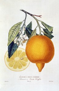 Sitrus: oranssi kukkakasvi. "appelsiinipuu havuhedelmillä; Arancio a frutto havupuu”: Koko appelsiini ja appelsiiniviipale. Kasvitieteellinen kartta otettu Joseph Antoine Risson ja Pierre Antoine Poiteaun kirjasta "Natural History of Orange Trees" tekijältä Joseph Antoine & Antoine Pierre (1766 1854)(after) Risso