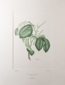 Allophyllus cobbe (Sapindaceae) - Levy 365, Banks