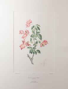 Bouganvillea spectabilis (Nyctaginaceae) - Levy 355, Banks
