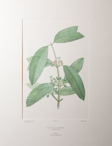 Calophyllum soulattri (Guttiferae) - Levy 362, Banks