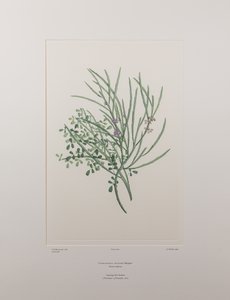 Carmichaelia solandri (Leguminosae) - Levy 429, Banks