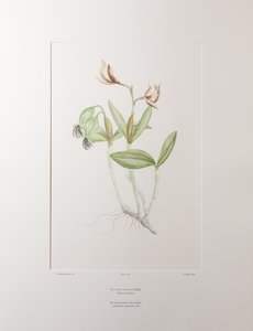 Cattleya forbesii (Orchidaceae) - Levy 358, Banks