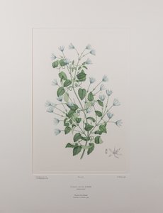 Clematis forsteri (Ranunculaceae) - Levy 402, Banks