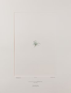 Colobanthus apetalus (Caryophyllaceae) - Levy 414, Banks
