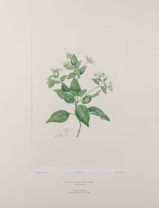 Dicliptera bracteata (Acanthaceae) - Levy 636, Banks