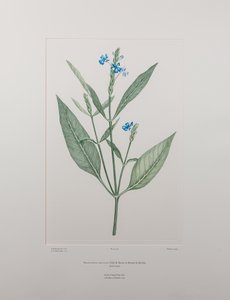 Eranthemum nervosa (Acanthaceae) - Levy 378, Banks