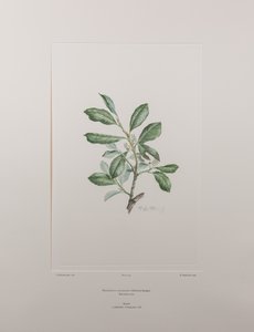 Heberdenia bahamensis (Myrsinaceae) - Levy 395, Banks