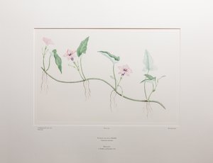 Ipomoea aquatica (Convolvulaceae) - Levy 375, Banks