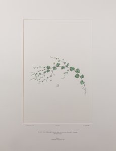 Kicksia spuria subsp. integrifolia (Scrophulariaceae) - Levy 397, Banks