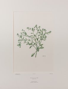 Lepidium flexicaule (Cruciferae) - Levy 409, Banks