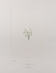 Ranunculus acaulis (Ranunculaceae) - Levy 403, Banks