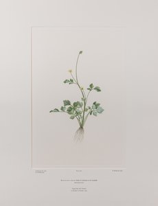 Ranunculus hirtus (Ranunculaceae) - Levy 404, Banks
