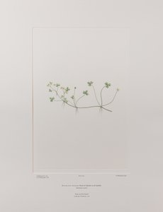 Ranunculus rivularis (Ranunculaceae) - Levy 405, Banks