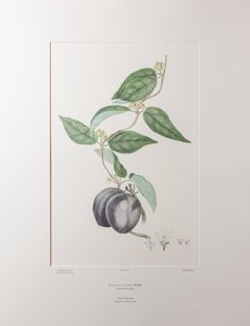 Sarcolobus globosus subsp. globosus (Asclepiadaceae) - Levy 372, Banks