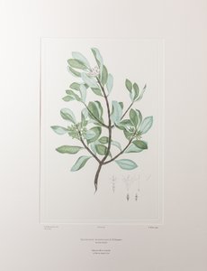 Schyphiphora hydrophyllacea (Rubiaceae) - Levy 148, Banks