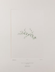 Stellaria parviflora (Caryophyllaceae) - Levy 415, Banks