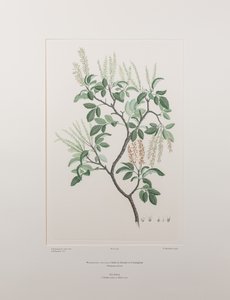 Weinmannia sylvicola (Cunoniaceae) - Levy 436, Banks