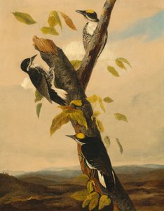 Mustaselkäinen kolmivarpaatikka, 18311833.