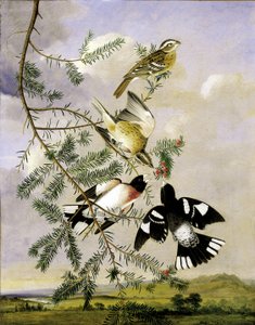 Ruusurintapikka, 1800-luvun puoliväli.