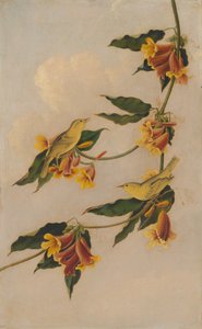 Keltakirkko, 1830-1833.