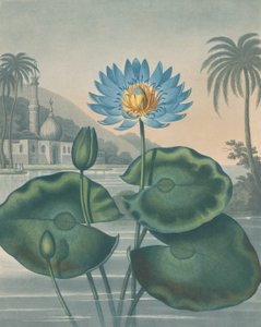 Sininen Egyptin lumpeen, 11. syyskuuta 1804.