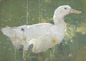 Valkoinen Drake tekijältä Joseph Crawhall