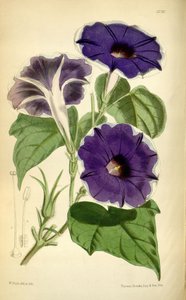 Ipomoea nol, 1868