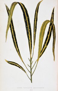 Croton leaf variegatum angustifolium. Kasvitieteellinen taulu "" Kasveilla värikkäillä lehtineen. London Horticulturin jäsenten Edward Joseph Lowen ja W. Howardin kokoelma merkittävimpiä puutarhojen, kasvihuoneiden ja huoneistojen sisustamiseen käytettyjä  tekijältä Joseph Edward and Howard W Lowe