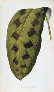 Maranta Pardinan lehti. Kasvitieteellinen taulu "" Kasveilla värikkäillä lehtineen. London Horticulture Societyn jäsenten Edward Joseph Lowen ja W. Howardin kokoelma merkittävimpiä puutarhojen, kasvihuoneiden ja huoneistojen sisustamiseen käytettyjä lajeja tekijältä Joseph Edward and Howard W Lowe