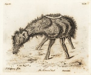 Tartarin kasvislammas. tekijältä Joseph Halfpenny