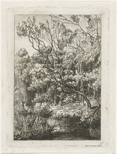 metsänäkymä