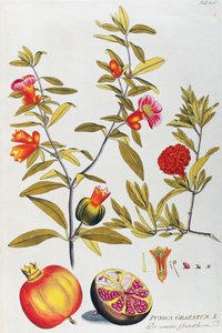 Granaattiomena (Punica granatum), kirjoittanut Joseph Jacob von Plenck (1735-1807), lääkekasvien ikoneista, Wien