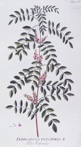 Aito indigo (Indigofera tinctoria), jonka on kirjoittanut Joseph Jacob von Plenck (1735-1807), Icones plantarum medicineium, Wien