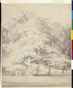 Beech Trees (harmaa muste huuhtelee kynällä valkoisella paperilla) tekijältä Joseph Mallord William Turner