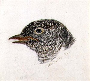 Käki, Farnley Book of Birds, n. 1816 (kynä ja akvarelli paperilla) tekijältä Joseph Mallord William Turner