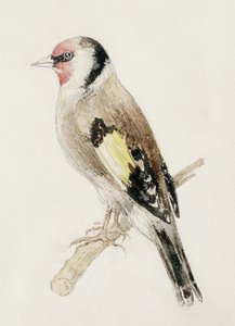 Goldfinch, Farnley Book of Birds, n. 1816 (kynä ja akvarelli paperilla) tekijältä Joseph Mallord William Turner
