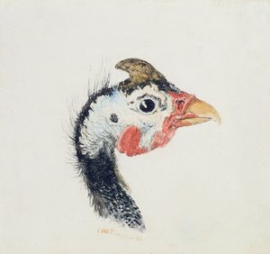 Guinea Fowl, Farnley Book of Birds -kirjasta, n. 1816 tekijältä Joseph Mallord William Turner