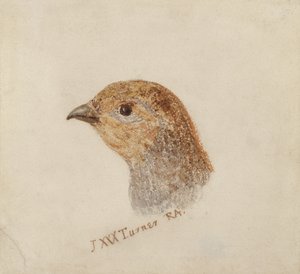 Partridge, Farnley Book of Birds, n. 1816 (kynä ja akvarelli paperille) tekijältä Joseph Mallord William Turner
