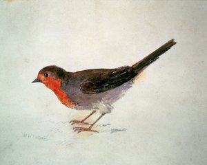 Robin, Farnley Book of Birds, n. 1816 (kynä ja akvarelli paperilla) tekijältä Joseph Mallord William Turner