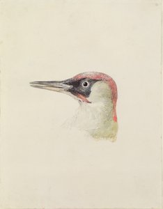 Woodpecker, Farnley Book of Birds, n. 1816 (kynä ja akvarelli paperille) tekijältä Joseph Mallord William Turner